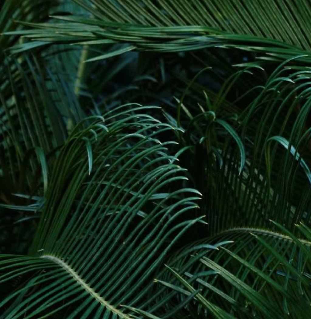 septembre_feuillage_palmier_tropical_vert_luxuriance
